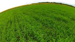 Обзор посевов проса сеялкой СЗС-2,1!