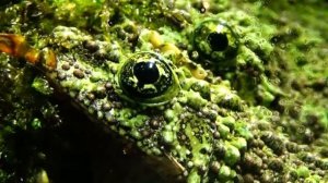 Лишаистый веслоног | Theloderma corticale | Vietnamese Mossy Frog