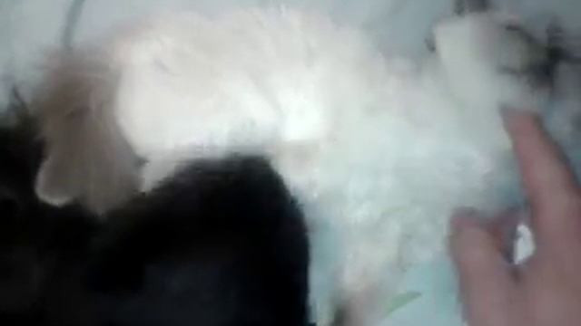 Папа любит дочь смотреть онлайн