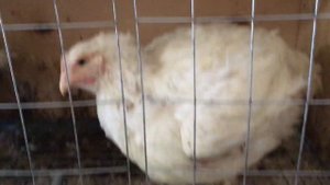 Бройлеры РОСС-308 45 дней. Вес Бройлеров.