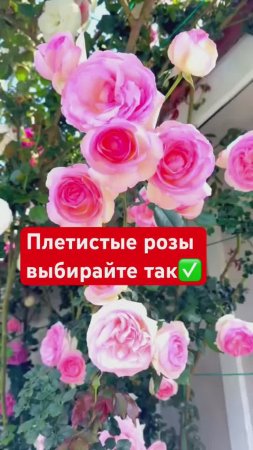 Плетистые РОЗЫ🌹Как выбрать?