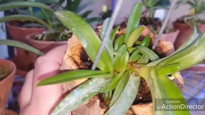 Саркохилус(Sarchochilus)содержание, грунт