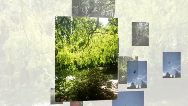 Сочи -Дендрарий (фото) смотреть онлайн