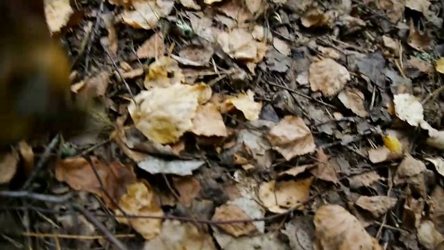 Сбор грибов 25 09 2020 смотреть онлайн