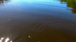 Ловля щуки на БИГ БЕЙТС