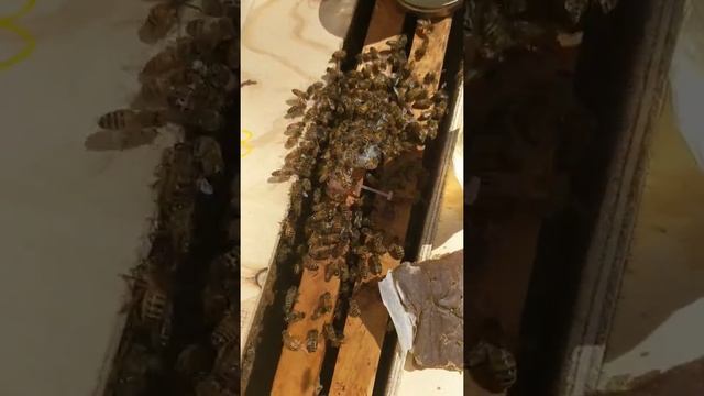 Adding a queen to a hopelessly queenless hive