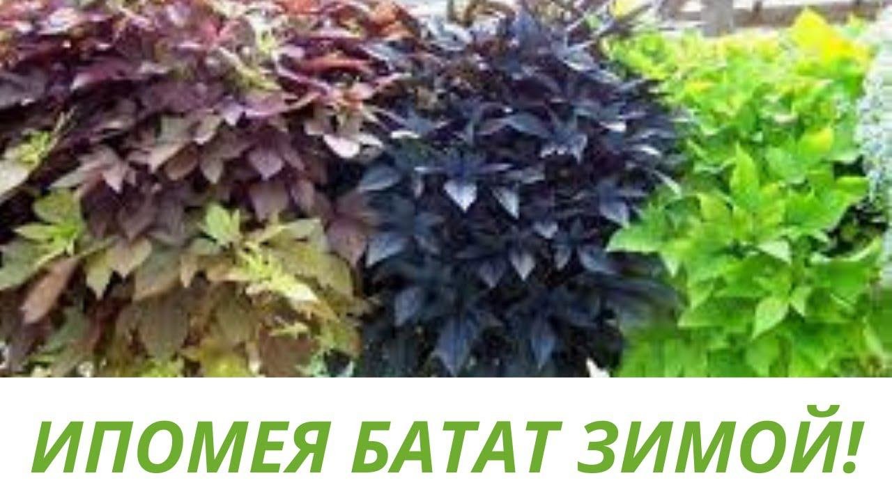 ИПОМЕЯ БАТАТ.ЗИМНЕЕ СОХРАНЕНИЕ И РАЗМНОЖЕНИЕ. ПОДРОБНОЕ ВИДЕО О ЧЕРЕНКОВАНИИ И УКОРЕНЕНИИ ИПОМЕИ.