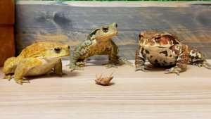 1 million views! Mr Frog 🐸 (Frog & Toad & Lizard & Salamander) summary