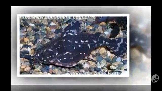 Agamyxis pectinifrons aquarium fish смотреть онлайн