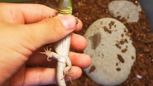 КАК ОПРЕДЕЛИТЬ ПОЛ У ПРЫТКОЙ ЯЩЕРИЦЫ! ОПРЕДЕЛЕНИЕ ПОЛА У ПРЫТКОЙ ЯЩЕРИЦЫ! DAZE