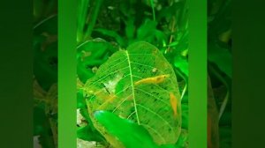 Листья грецкого ореха после трапезы креветок