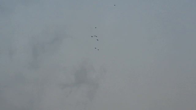 Голуби белгород 13 11 2016 смотреть онлайн