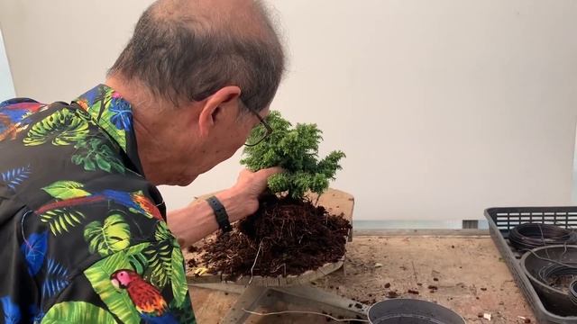 Making Bonsai From Cryptomeria Nursery Plants