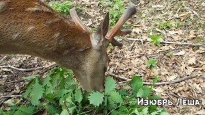 ПАНТЫ ОЛЕНЕЙ ПРИМОРСКОГО САФАРИ-ПАРКА. 13 июня 2018 г.