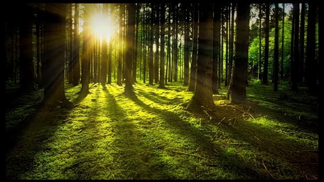 Звуки природы, пение птиц, Звуки Леса, для релаксации, сна, Медитации. смотреть онлайн