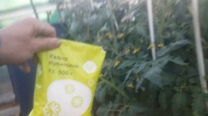 ОПРЫСКИВАЮ  ЭТИМ И ПОМИДОРЫ РАСТУТ КАК БЕШЕНЫЕ БЕЗ БОЛЕЗНЕЙ И ВРЕДИТЕЛЕЙ!!! УХОД ЗА ТОМАТАМИ!!!