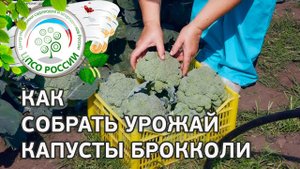 Собираем урожай капусты брокколи. Первый сбор капусты брокколи, что дальше?