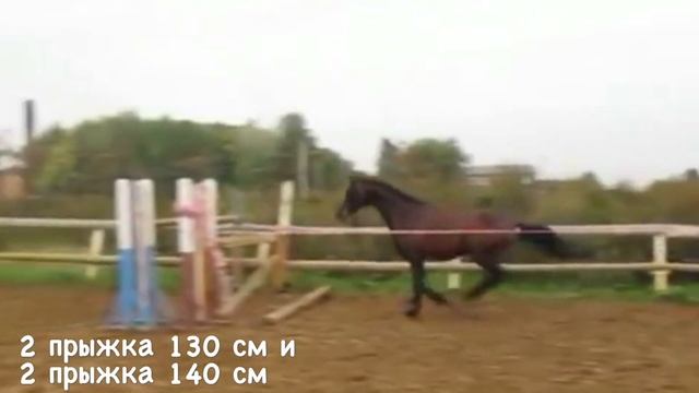 Свободный прыжок. Высота 130 и 140 см. смотреть онлайн