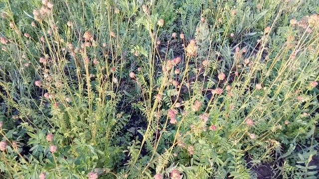 эспарцет зацвёл раньше акации - 15.05.2019 смотреть онлайн