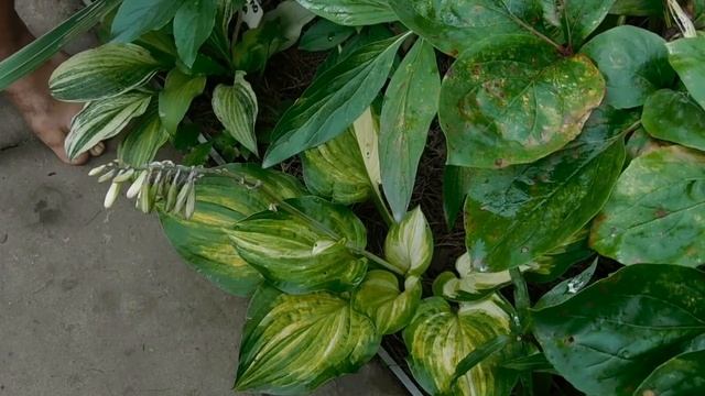 Идем в гости в сад коллекционера. Хосты, колеусы и др. смотреть онлайн