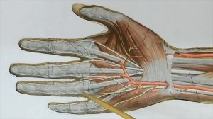 Сосуды и нервы кисти