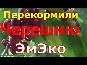 Завал черешней. Перекормили черешню органическое удобрение хелатом эмэко.