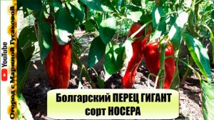 ГИГАНТСКИХ РАЗМЕРОВ ПЕРЦЫ сорта НОСЕРА  Таким он вырос БЕЗ всяких ПОДКОРМОК  ПЕРЕЦ ВЫРОС ГИГАНТОМ