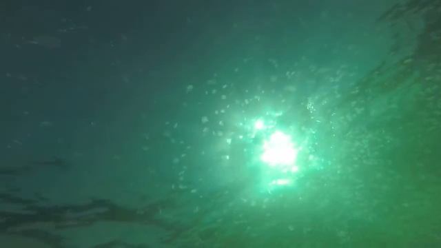Jellyfish swarm Nova Scotia смотреть онлайн