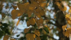 лес берёзовый