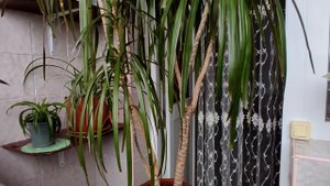 РАЗМНОЖЕНИЕ ДРАЦЕНЫ | КАК И КОГДА | ПРИМЕНЕНИЕ ЦИТОКИНИНОВОЙ ПАСТЫ.