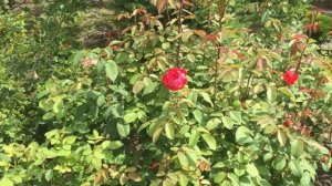 Начало второй волны цветения моих роз 20.07.2020.