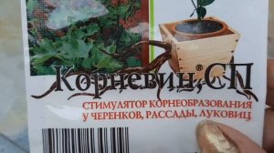 Черенкование Цинерарии серебристой,приморской.Как размножить Цинерарию черенкованием.