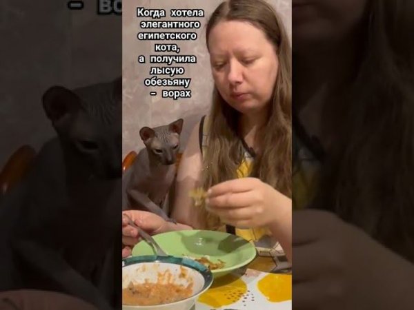 Когда хотела элегантного египетского кота, а получила лысую обезьяну вора #коты #рек #смешныекоты