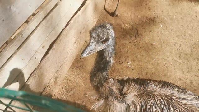 страусы эму смотреть онлайн