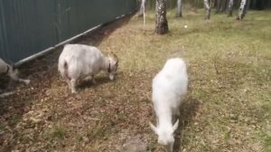 Коза родила.Чем кормить козу после окота/жизнь в деревне