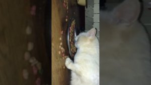 Кот бульдозер))))🙀