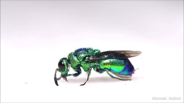 Chrysididae Jewel Wasp preening - India смотреть онлайн