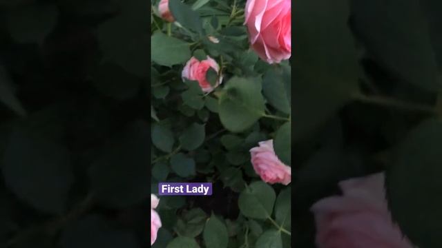 Роза Фёрст Леди (First Lady) в моем саду. В моем Инстаграм каталог саженцев весна 2022 roza_v_sady смотреть онлайн