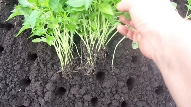 СХЕМА МАССОВОЙ ПОСАДКИ ПЕРЦА НА РАССАДУ В ТЕПЛИЦЕ. Ольга Чернова. смотреть онлайн