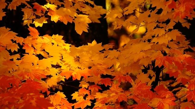 Осенние закаты смотреть онлайн