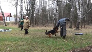 Собака перепрыгивает забор, защищая хозяина