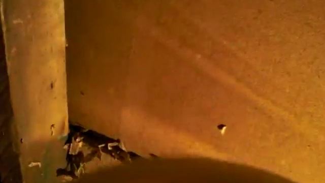 Гнездо шершней на чердаке часть 2 смотреть онлайн