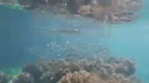 СЕВАСТОПОЛЬ .ПОДВОДНЫЙ МИР "ГОЛУБОЙ БУХТЫ" СЕВАСТОПОЛЬ. КРЫМ 2024 #крым2024 #крымчайник #отдыхвкрыму