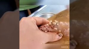 Личинки мангровой мухи