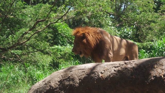 YOU WILL RECOGNIZE YOUR TALENT, AFTER WATCHING THIS | Short motivational story | Samba Sai Kumar LO смотреть онлайн