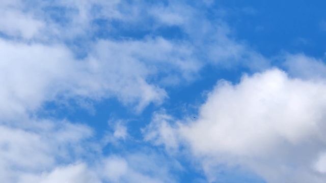 Голуби и сокол сапсан Pigeons and peregrine falcon смотреть онлайн