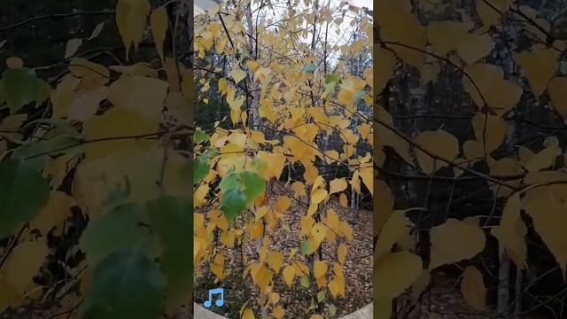 Осенний день в ЯНАО