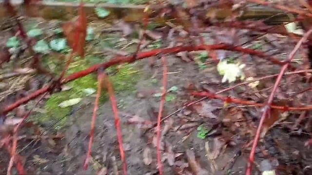 Жимолость съедобная цветёт в октябре уже второй год. смотреть онлайн