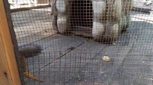 Белка: Миссия Невыполнима