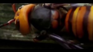 100 Самых Пугающих и Опасных Насекомых в Мире